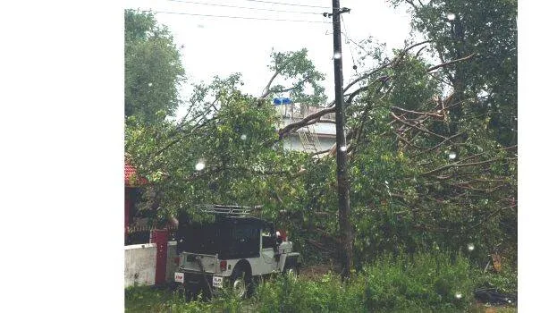 tree