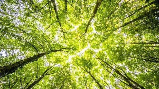 social-forestry
