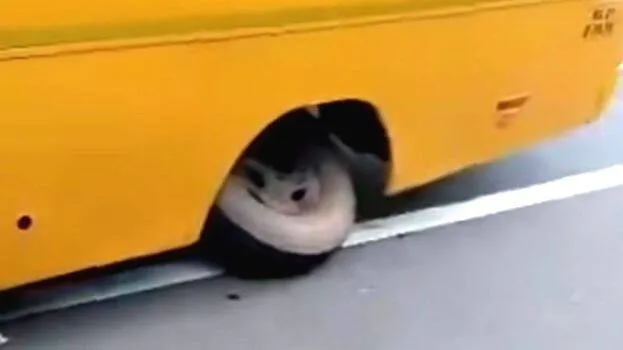 bus