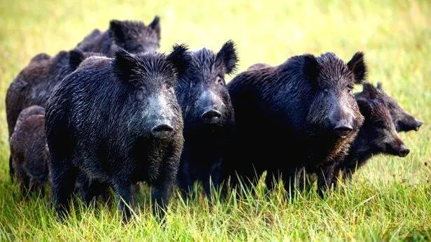 wild-boar