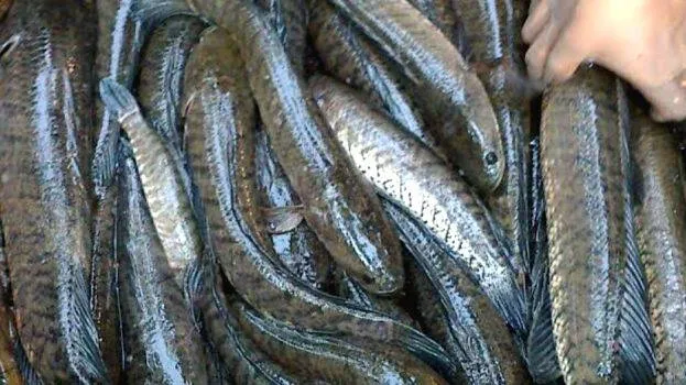 fish