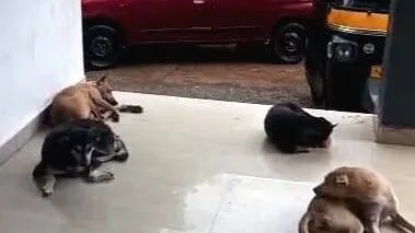 dog-