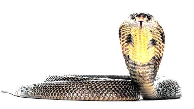 snake