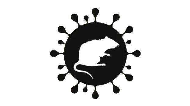 rat