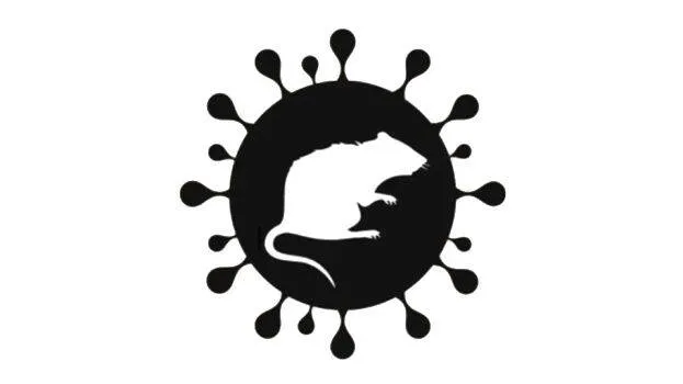 rat
