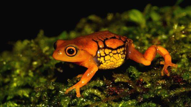 frog-