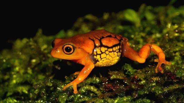 frog-