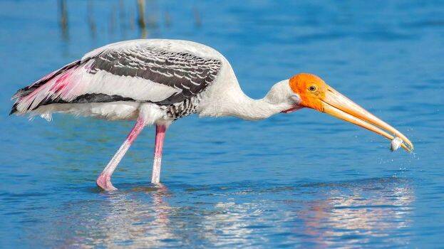 bird