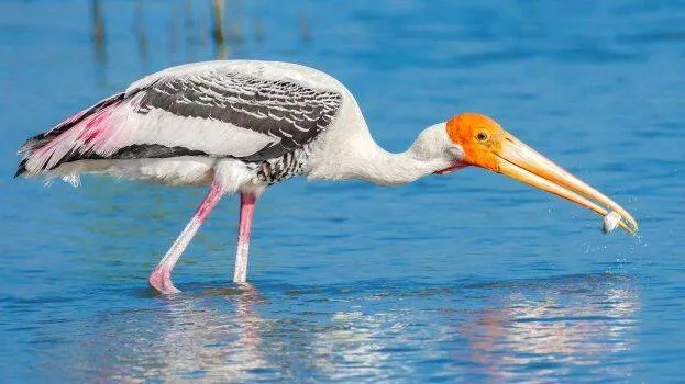 bird