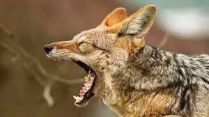 fox-attack