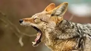 fox-attack