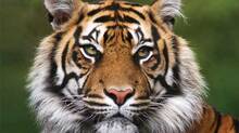 tiger