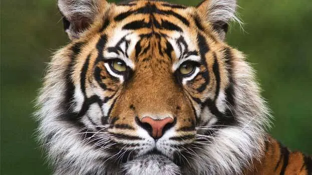 tiger