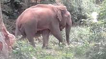 elephant