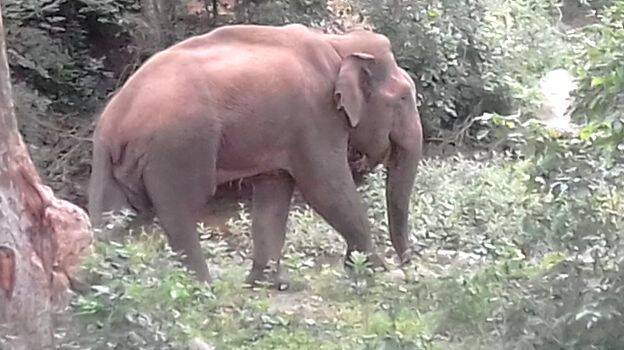 wild-elephant