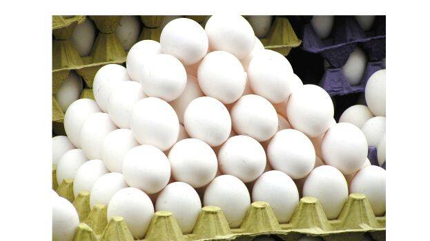 egg