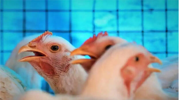 chicken-price