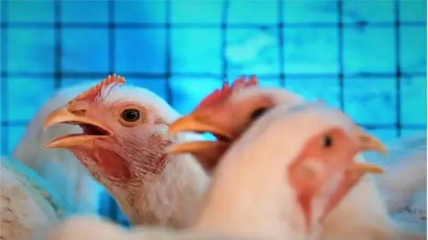 chicken-price