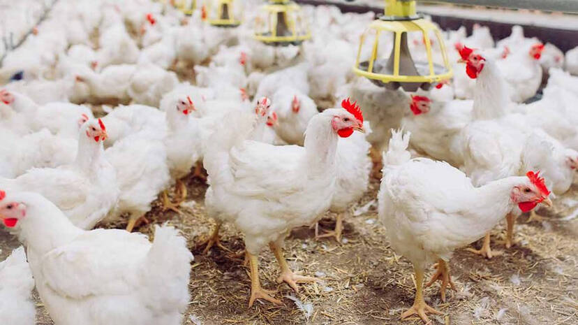 chicken