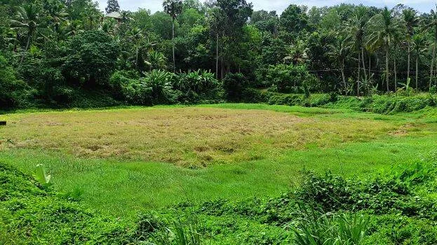 manjakkode-