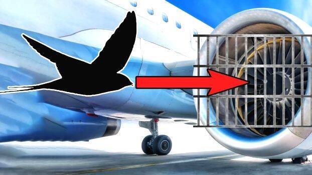 bird