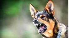dog-bite