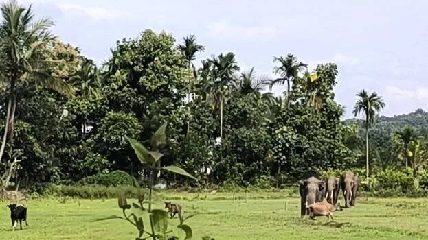kaattana