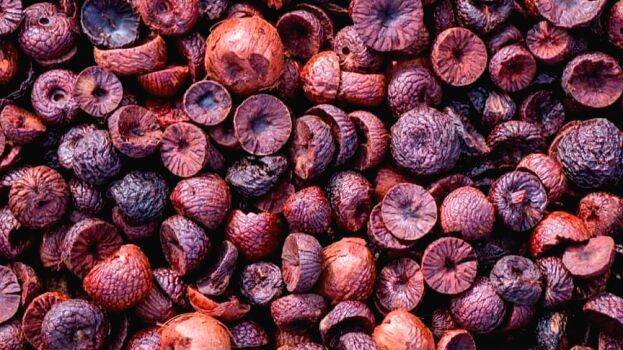 aracnut