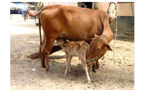 cow