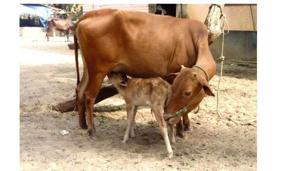 cow