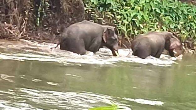 elephent