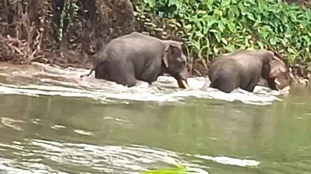 elephent