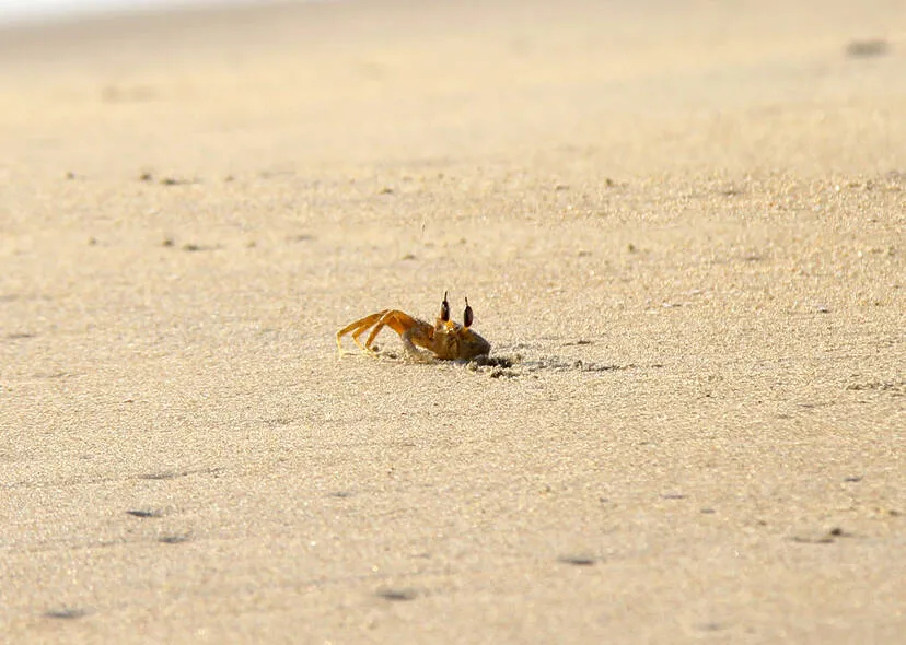 crab