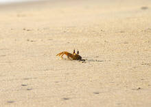crab