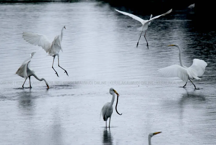 stork