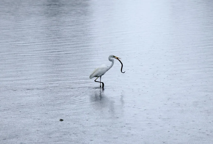 stork