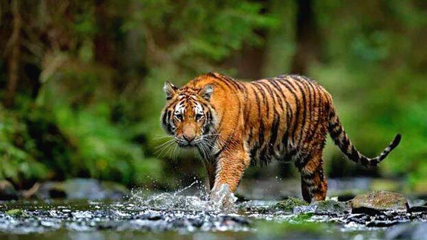 wild-life