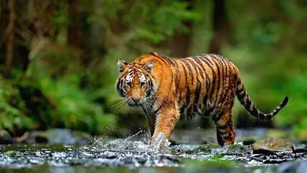 wild-life