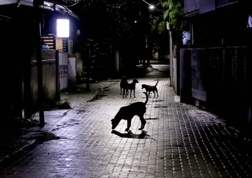 dogs