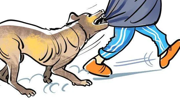 dog