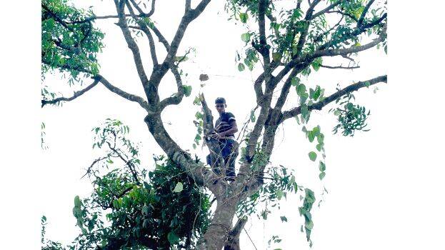 tree-cut-a