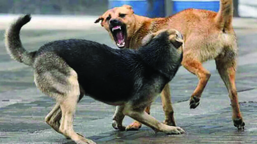 dog