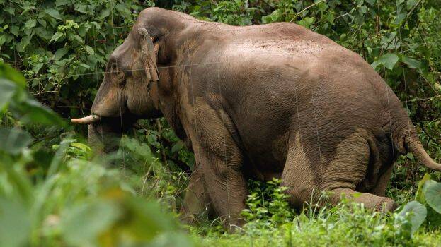 aralam-