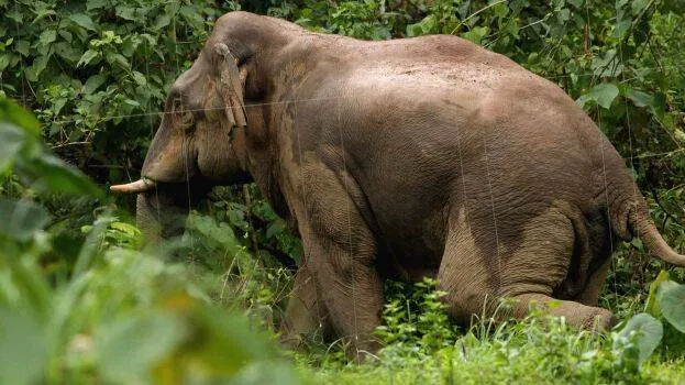 aralam-