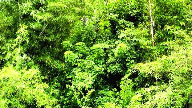pachathuruth