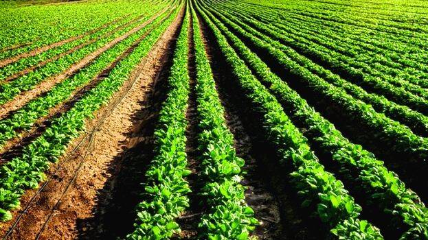 farming