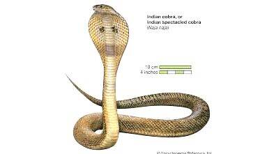 snake