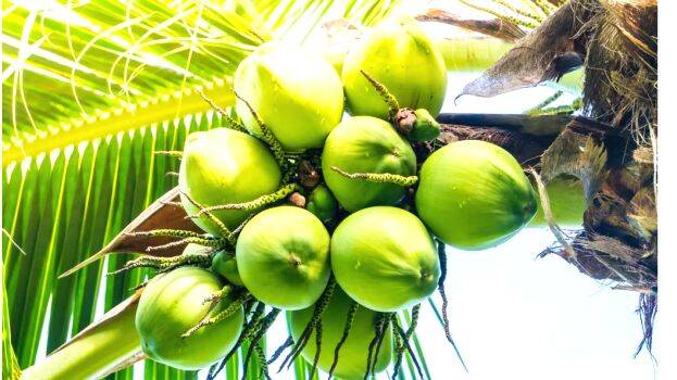 coconut