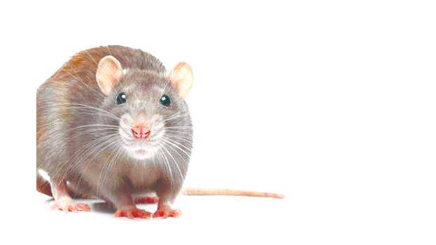 rat