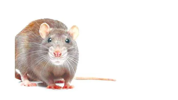 rat